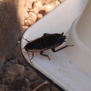 Drymaplaneta communis at Fadden, ACT - 26 Jan 2018 08:16 AM