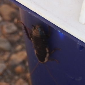 Drymaplaneta communis at Fadden, ACT - 26 Jan 2018 08:16 AM