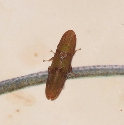 Rubria sanguinosa (Shovel-headed leafhopper) at Fadden, ACT - 26 Jan 2018 by YumiCallaway