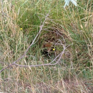 Vulpes vulpes at Belconnen, ACT - 27 Mar 2016 10:35 AM