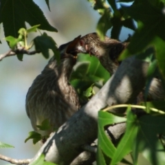 Anthochaera carunculata (Red Wattlebird) at Aranda, ACT - 25 Jan 2015 by KMcCue