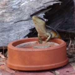 Tiliqua scincoides scincoides (Eastern Blue-tongue) at Aranda, ACT - 11 Mar 2015 by KMcCue