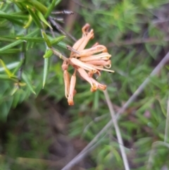 Grevillea (genus) (Grevillea) at Griffith, ACT - 26 Jan 2018 by ianandlibby1
