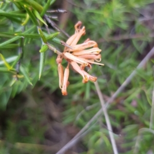 Grevillea sp. at Griffith, ACT - 26 Jan 2018 03:26 PM