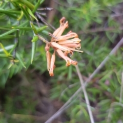 Grevillea sp. (Grevillea) at Griffith, ACT - 26 Jan 2018 by ianandlibby1