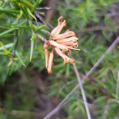 Grevillea sp. (Grevillea) at Griffith Woodland - 26 Jan 2018 by ianandlibby1