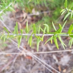 Grevillea sp. at Griffith, ACT - 26 Jan 2018