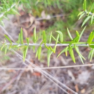 Grevillea sp. at Griffith, ACT - 26 Jan 2018