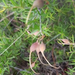 Grevillea sp. at Griffith, ACT - 26 Jan 2018