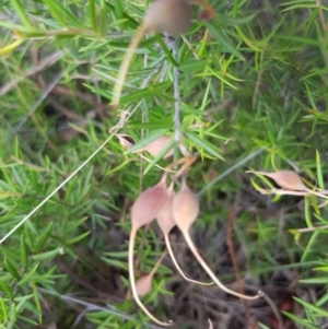 Grevillea sp. at Griffith, ACT - 26 Jan 2018