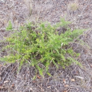 Grevillea sp. at Griffith, ACT - 26 Jan 2018