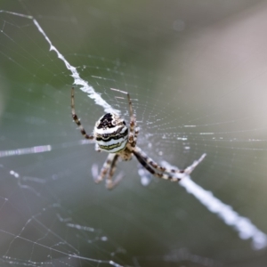 Argiope trifasciata at Higgins, ACT - 26 Jan 2018 10:45 AM