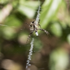 Argiope trifasciata at Higgins, ACT - 26 Jan 2018 10:45 AM