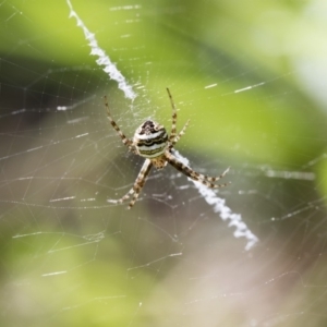 Argiope trifasciata at Higgins, ACT - 26 Jan 2018 10:45 AM