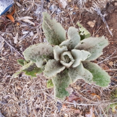 Verbascum thapsus subsp. thapsus (Great Mullein, Aaron's Rod) at Narrabundah, ACT - 26 Jan 2018 by ianandlibby1