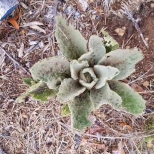 Verbascum thapsus subsp. thapsus at Narrabundah, ACT - 26 Jan 2018