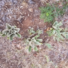 Verbascum thapsus subsp. thapsus at Narrabundah, ACT - 26 Jan 2018