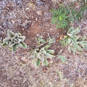 Verbascum thapsus subsp. thapsus at Narrabundah, ACT - 26 Jan 2018