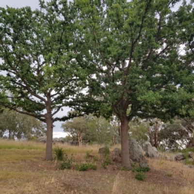 Quercus robur (English Oak) at Griffith Woodland - 26 Jan 2018 by ianandlibby1