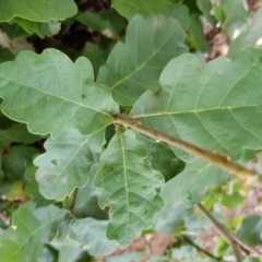 Quercus robur at Narrabundah, ACT - 26 Jan 2018