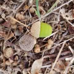 Quercus robur at Narrabundah, ACT - 26 Jan 2018