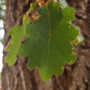 Quercus robur at Narrabundah, ACT - 26 Jan 2018 03:30 PM