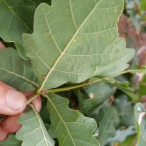 Quercus robur at Narrabundah, ACT - 26 Jan 2018