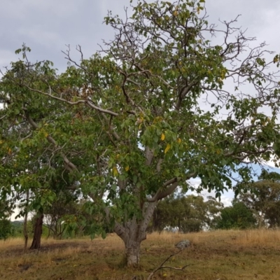 Juglans sp. (Walnut) at Griffith Woodland - 26 Jan 2018 by ianandlibby1