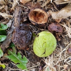 Juglans sp. at Griffith, ACT - 26 Jan 2018 03:38 PM