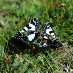 Agaristodes feisthamelii (A day flying noctuid moth) at Rendezvous Creek, ACT - 12 Oct 2013 by KMcCue