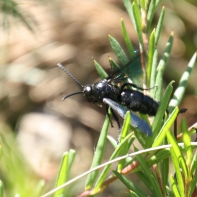 Austroscolia soror (Blue Flower Wasp) at Mount Ainslie to Black Mountain - 25 Jan 2018 by DonLimn