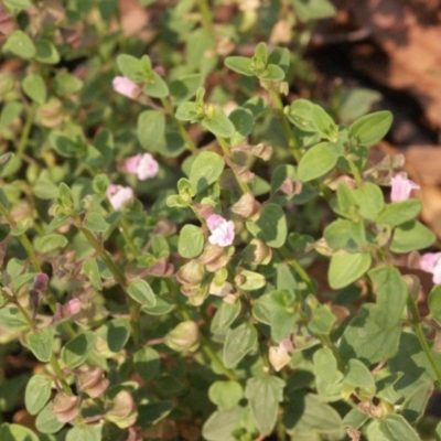 Scutellaria humilis (Dwarf Skullcap) at Gundaroo, NSW - 2 Jan 2015 by MaartjeSevenster