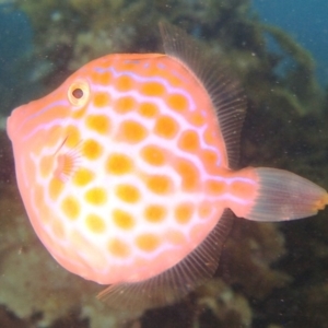 Eubalichthys mosaicus at Merimbula, NSW - 26 Jan 2018 12:25 PM