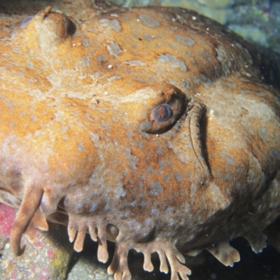 Orectolobus halei (Gulf Wobbegong) at Merimbula, NSW - 26 Jan 2018 by rickcarey