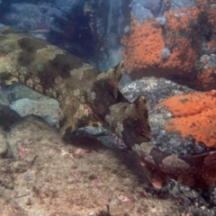 Orectolobus halei at Merimbula, NSW - 26 Jan 2018 12:22 PM