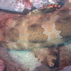 Orectolobus halei at Merimbula, NSW - 26 Jan 2018 12:22 PM