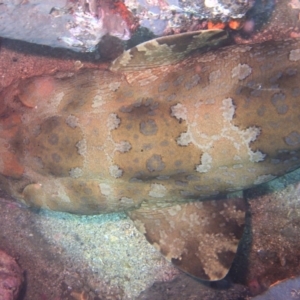 Orectolobus halei at Merimbula, NSW - 26 Jan 2018