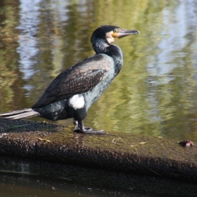 Phalacrocorax carbo (Great Cormorant) at Commonwealth & Kings Parks - 25 Jan 2018 by DonLimn