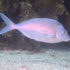 Nemadactylus douglasii (Blue Morwong) at Merimbula, NSW - 26 Jan 2018 by rickcarey