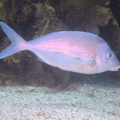 Nemadactylus douglasii (Blue Morwong) at Merimbula, NSW - 26 Jan 2018 by rickcarey