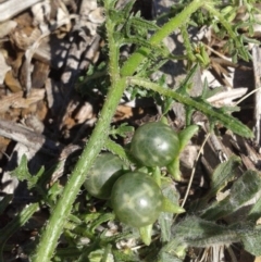 Solanum triflorum (Three-flowered Nightshade) at Mount Majura - 16 Jan 2018 by waltraud