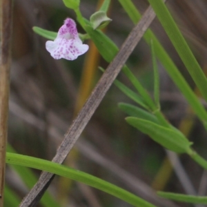 Scutellaria racemosa at Gundaroo, NSW - 26 Jan 2018 04:31 PM