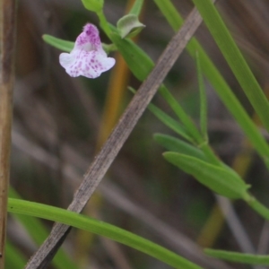 Scutellaria racemosa at Gundaroo, NSW - 26 Jan 2018