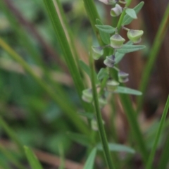 Scutellaria racemosa at Gundaroo, NSW - 26 Jan 2018 04:31 PM