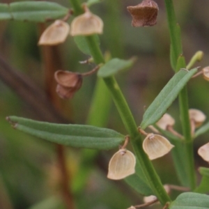 Scutellaria racemosa at Gundaroo, NSW - 26 Jan 2018 04:31 PM