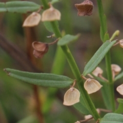 Scutellaria racemosa at Gundaroo, NSW - 26 Jan 2018