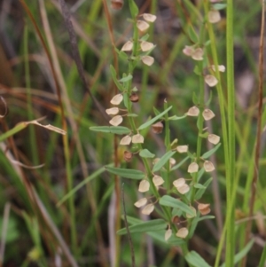 Scutellaria racemosa at Gundaroo, NSW - 26 Jan 2018 04:31 PM