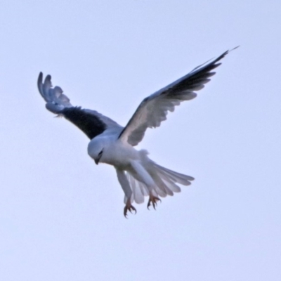 Elanus axillaris (Black-shouldered Kite) at Fyshwick, ACT - 25 Jan 2018 by RodDeb