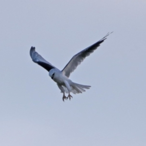 Elanus axillaris at Fyshwick, ACT - 25 Jan 2018