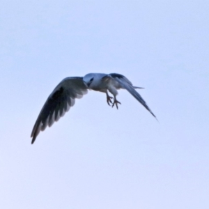 Elanus axillaris at Fyshwick, ACT - 25 Jan 2018